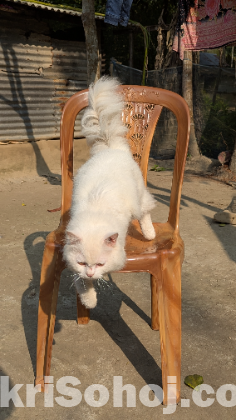 White Doll Face Persian Cat